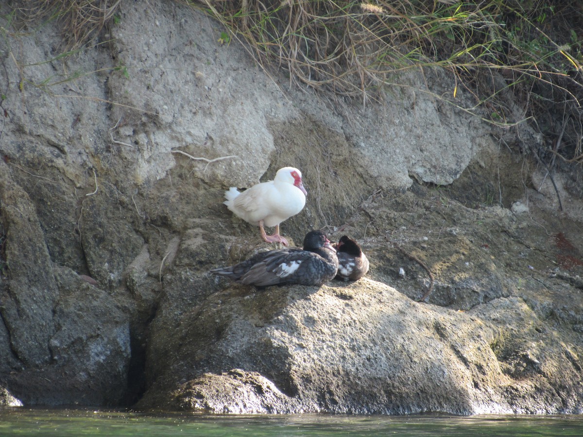 Canard musqué (forme domestique) - ML294041401