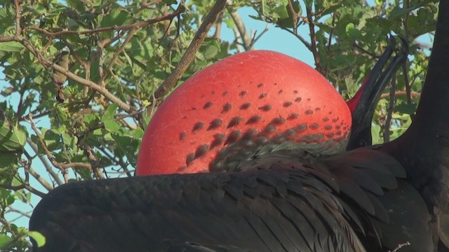 Magnificent Frigatebird - ML294041511