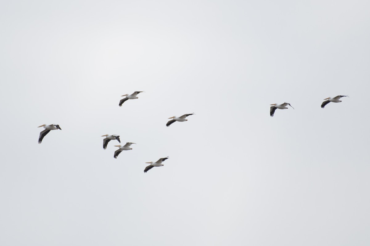 American White Pelican - ML294042211