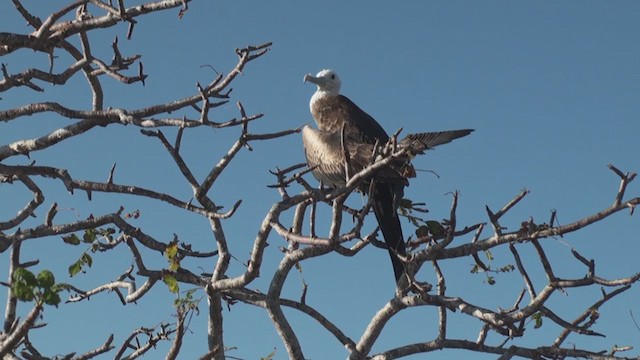 Magnificent Frigatebird - ML294043081