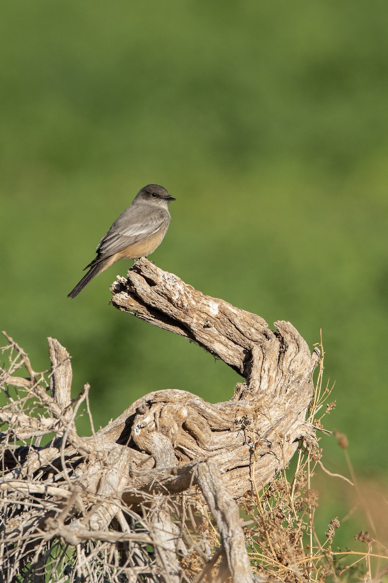 Say's Phoebe - Neil Rucker