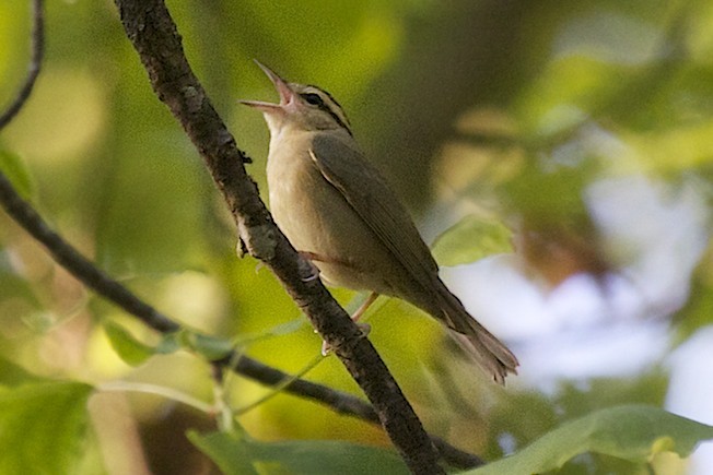 Worm-eating Warbler - ML29404391