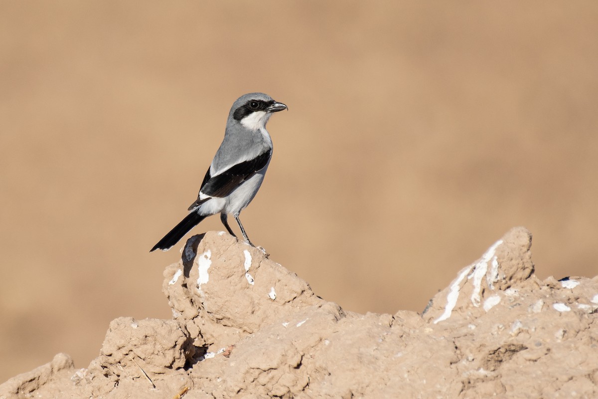 Loggerhead Shrike - Neil Rucker