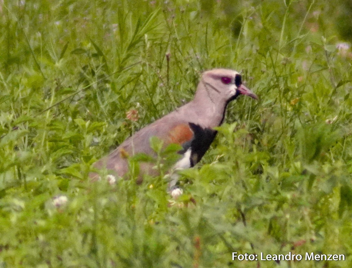 Southern Lapwing - ML294044761