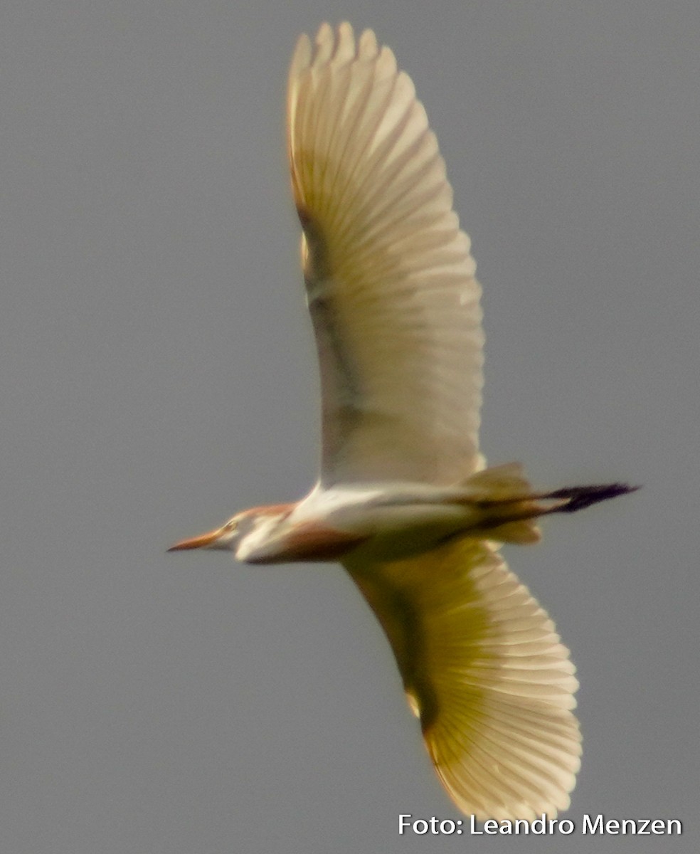 Western Cattle-Egret - ML294044801