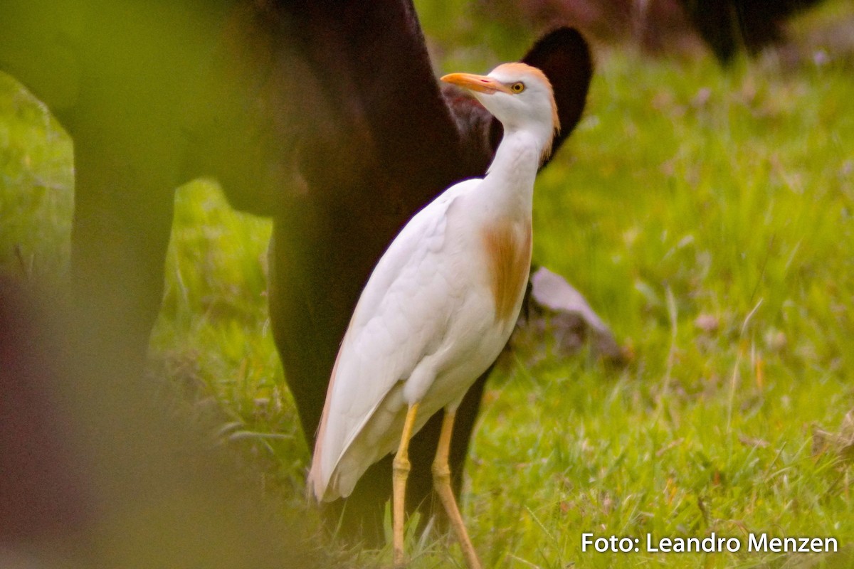 Western Cattle-Egret - ML294044871