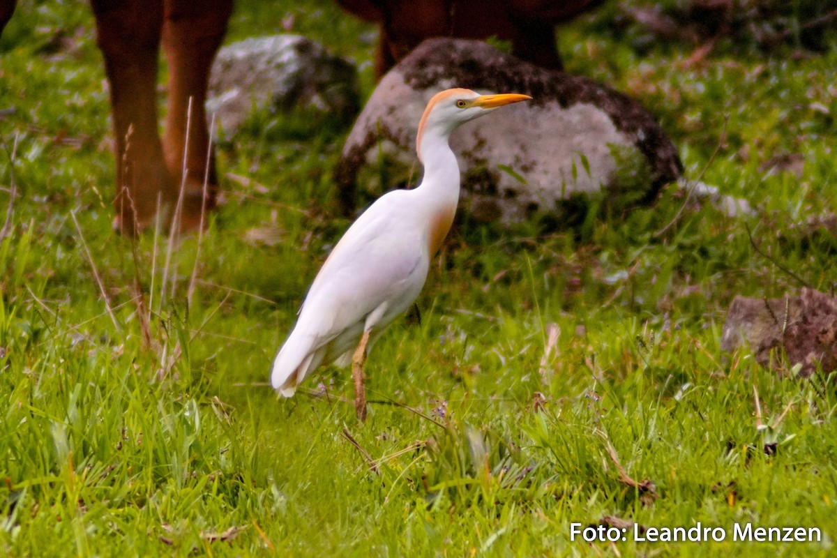 Western Cattle-Egret - ML294044911