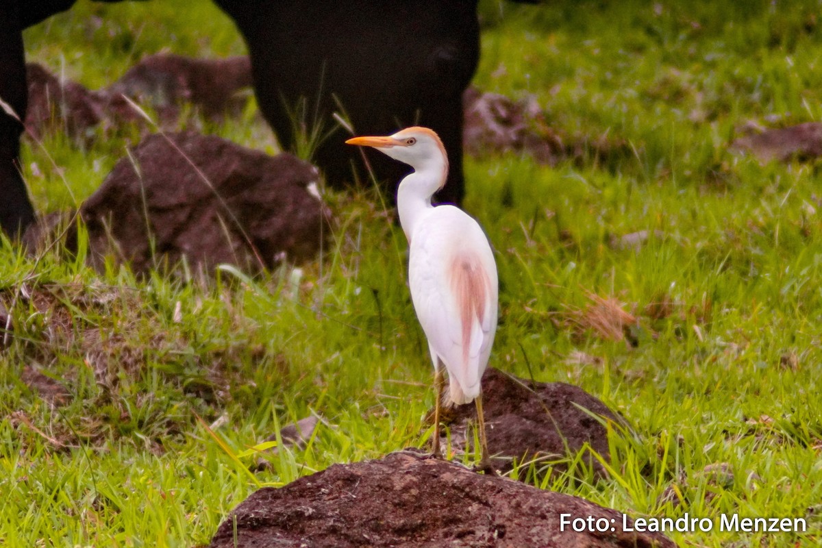 Western Cattle-Egret - ML294044941