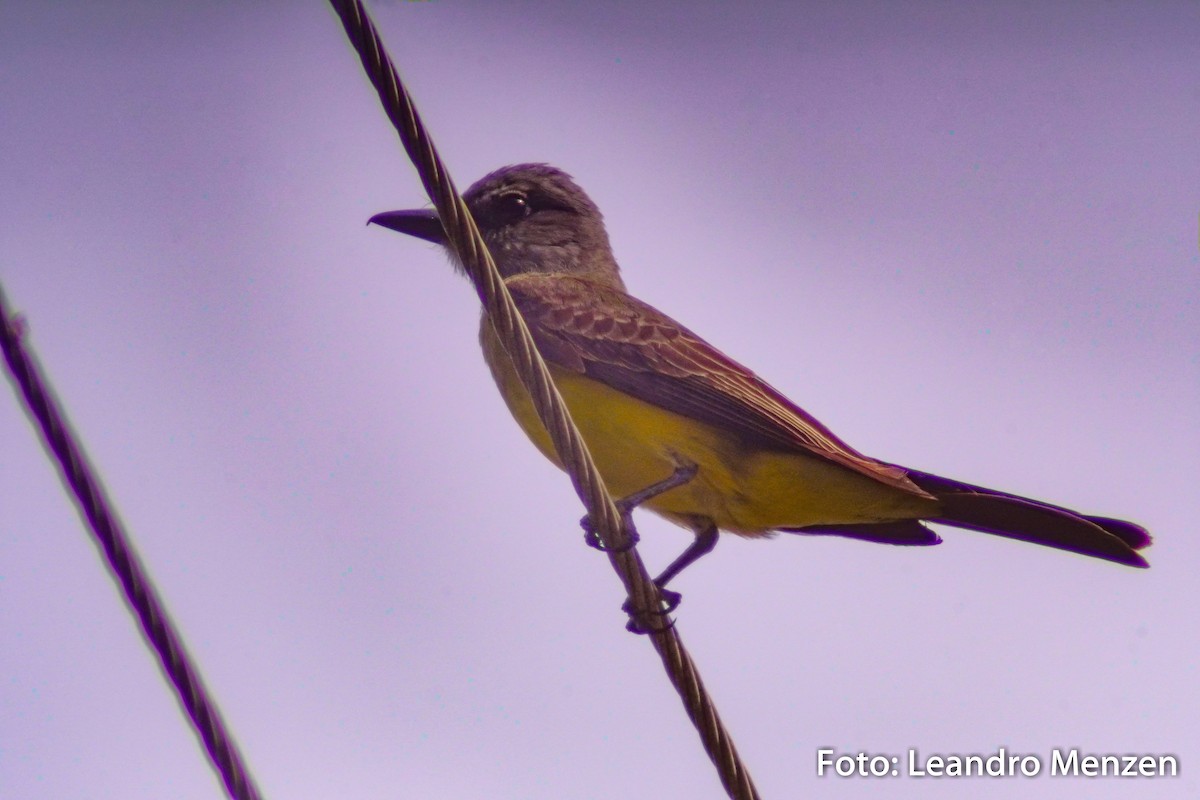 Tropical Kingbird - ML294044961