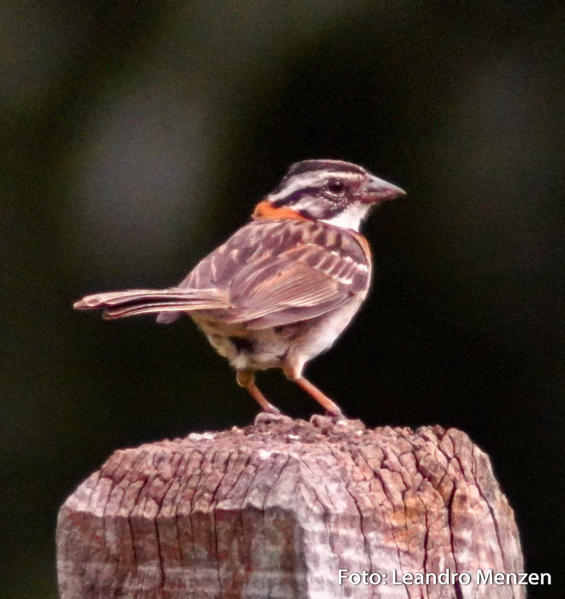 Rufous-collared Sparrow - ML294044971