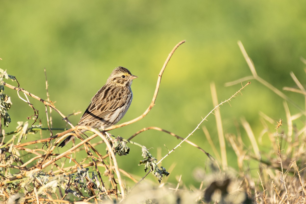 Savannah Sparrow - ML294046241