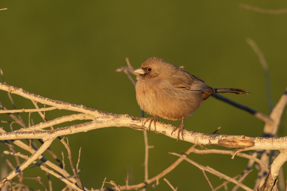 Abert's Towhee - ML294046371
