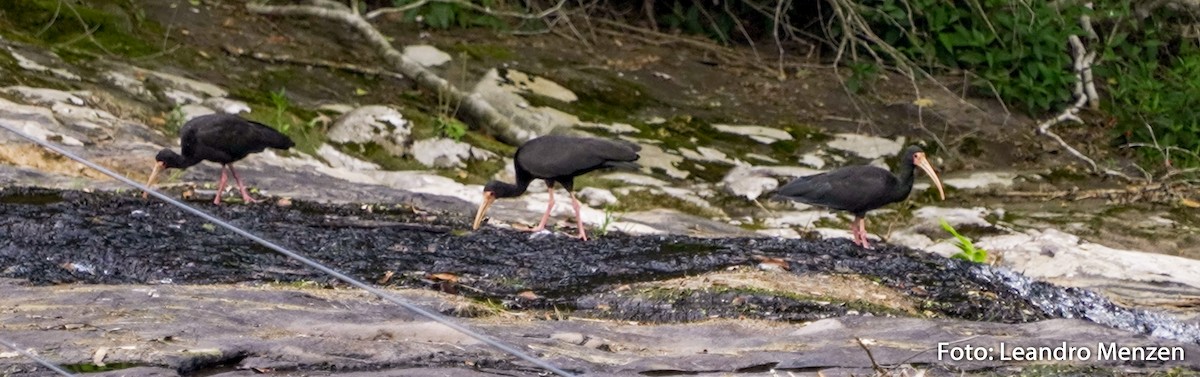 Bare-faced Ibis - ML294046601