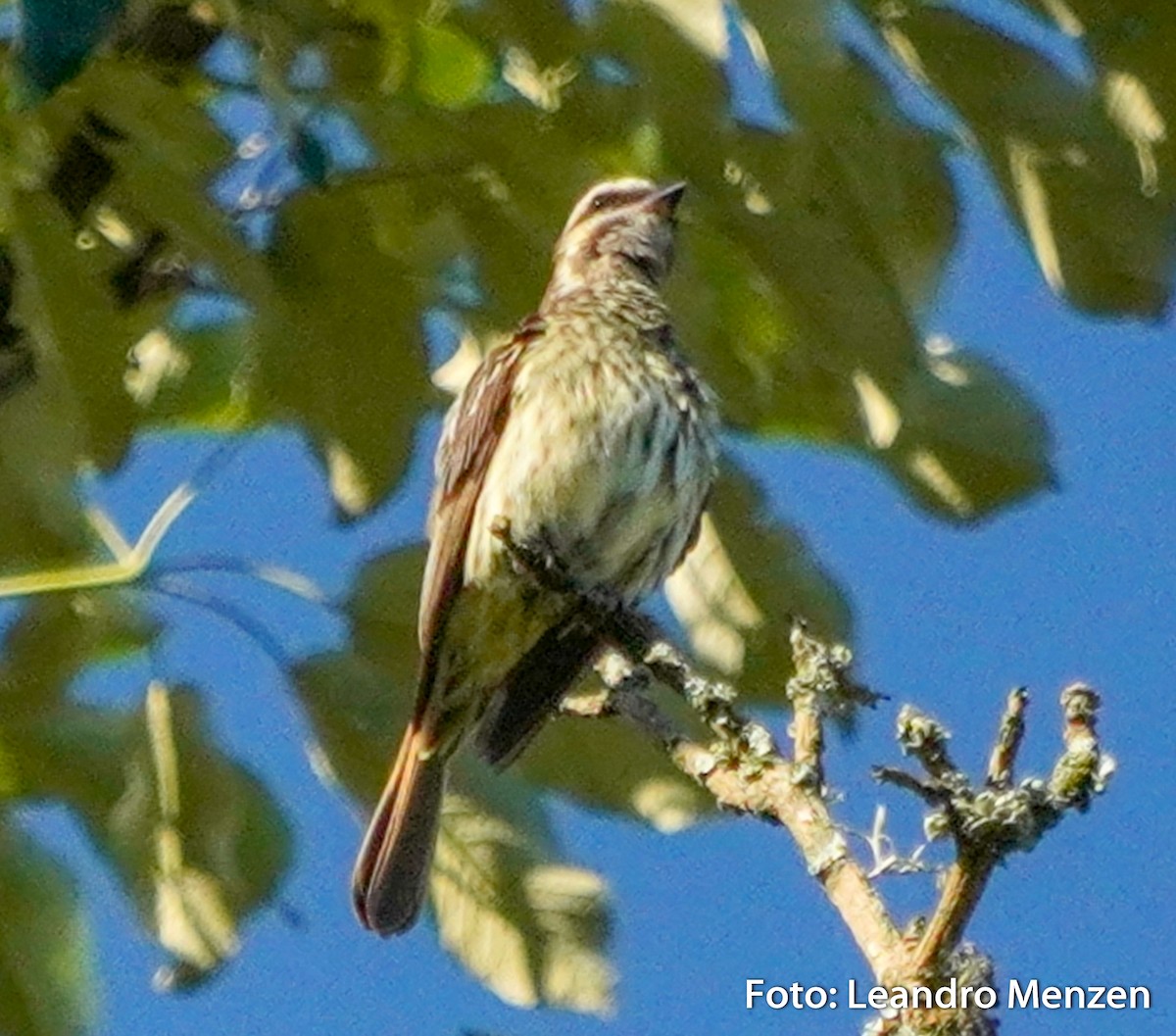Variegated Flycatcher - ML294046611