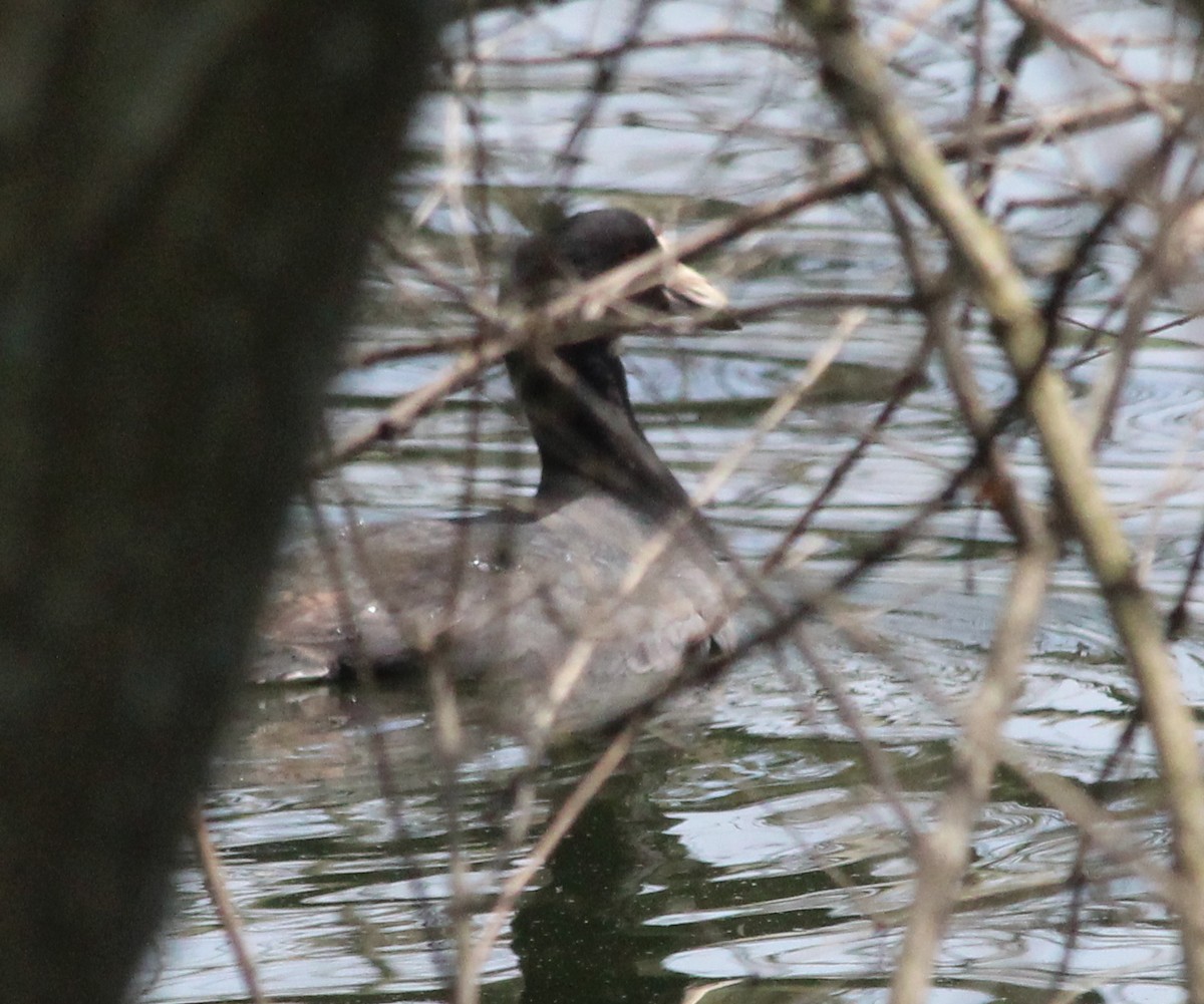 American Coot (Red-shielded) - ML29404821
