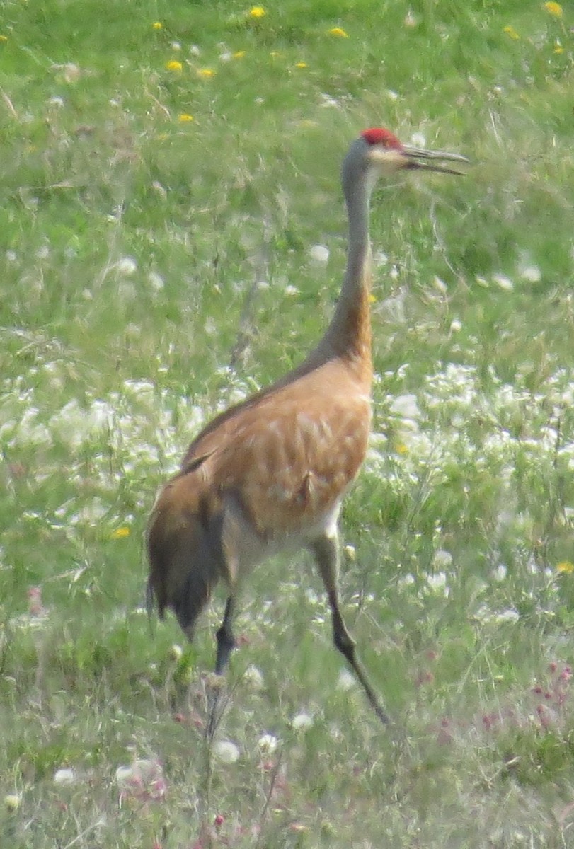 Sandhill Crane - ML29404831