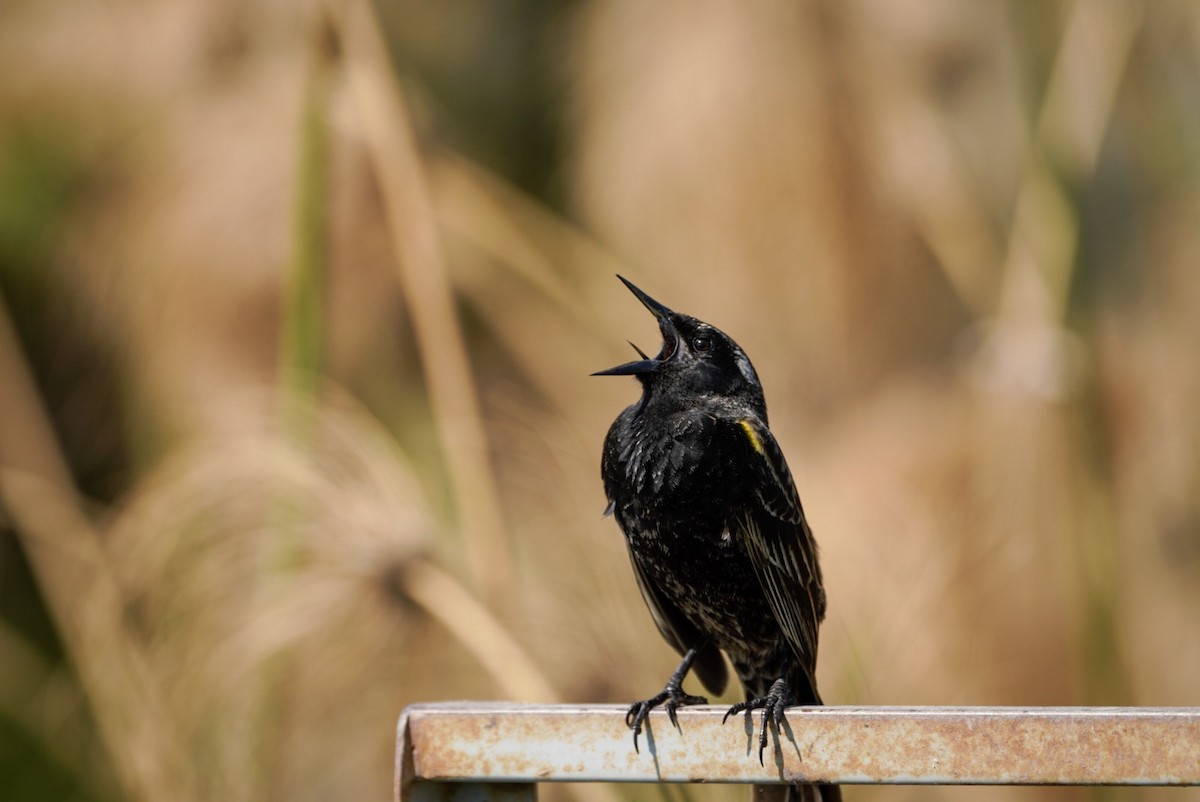 Yellow-winged Blackbird - ML294048351