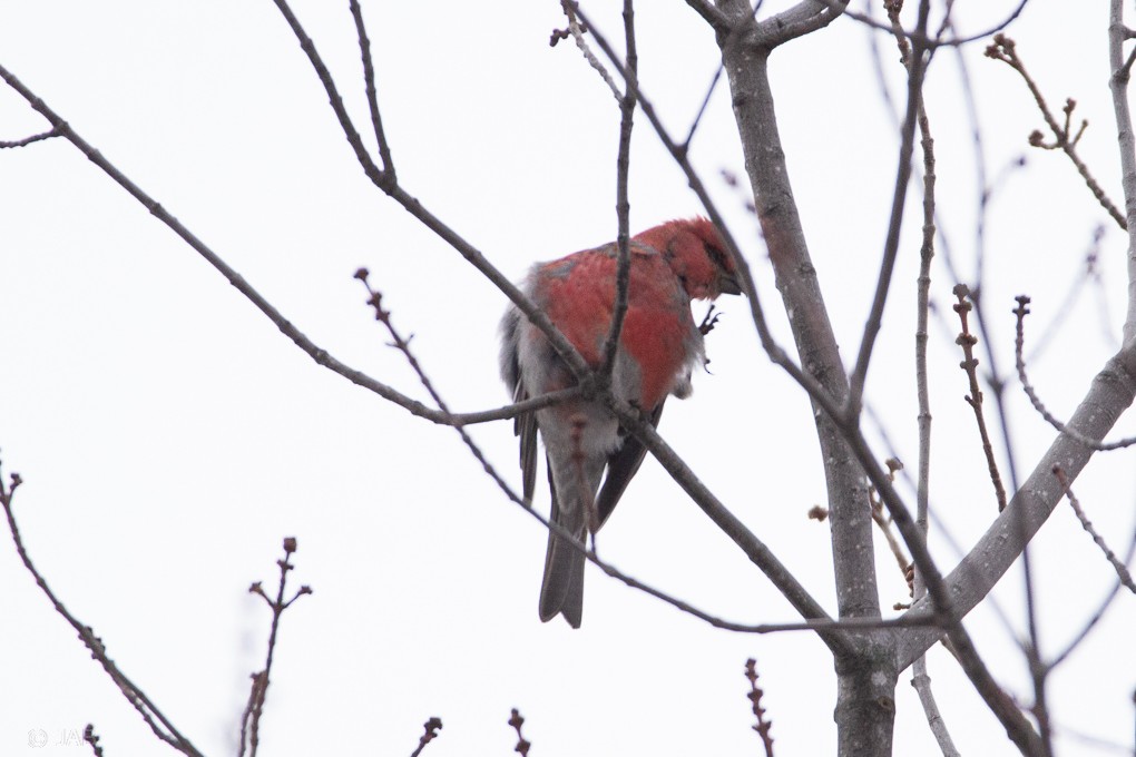 Pine Grosbeak - Abraham Bowring