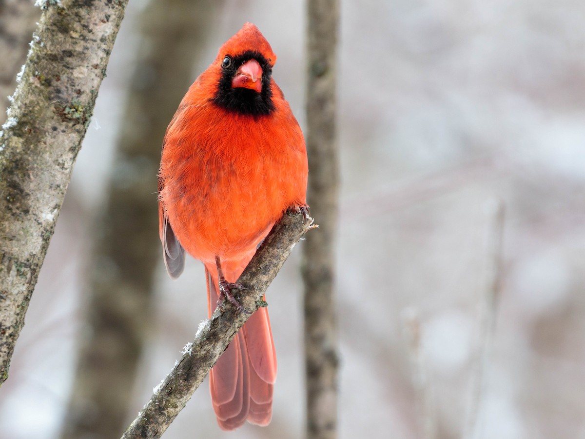 Northern Cardinal - Matt Boley