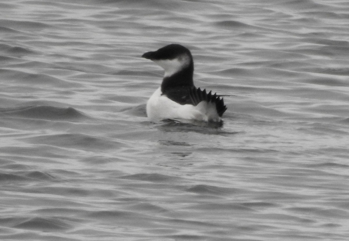 Razorbill - ML294051351