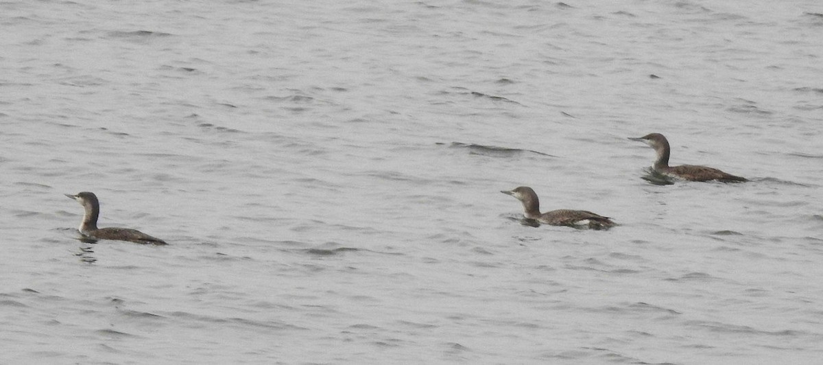 Red-throated Loon - ML294052311