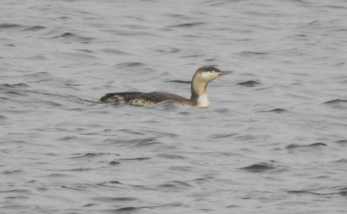 Red-throated Loon - ML294052321