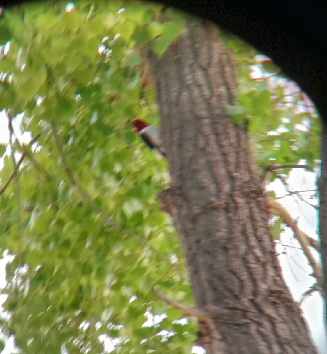 Red-headed Woodpecker - ML29405251