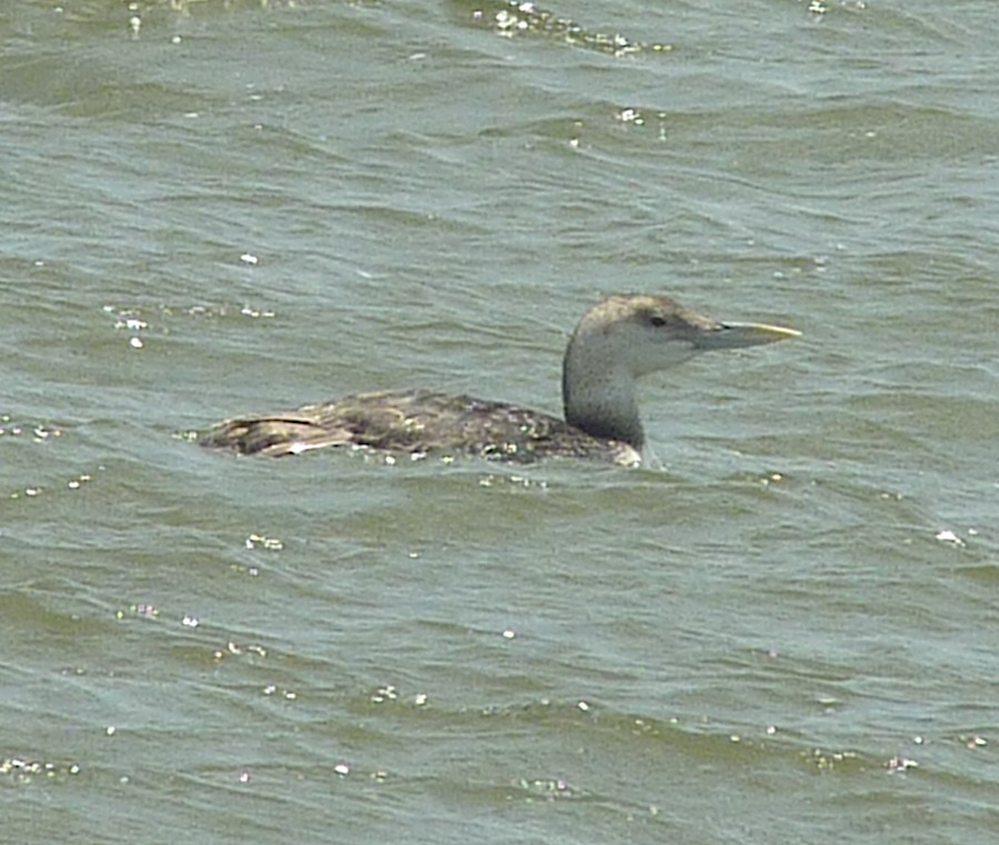 Yellow-billed Loon - ML29405271