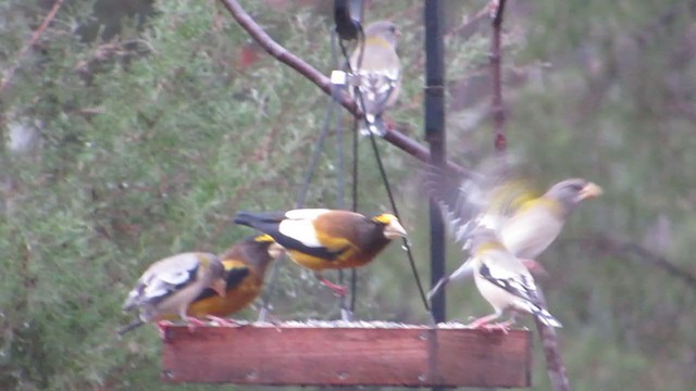 Evening Grosbeak - ML294054031