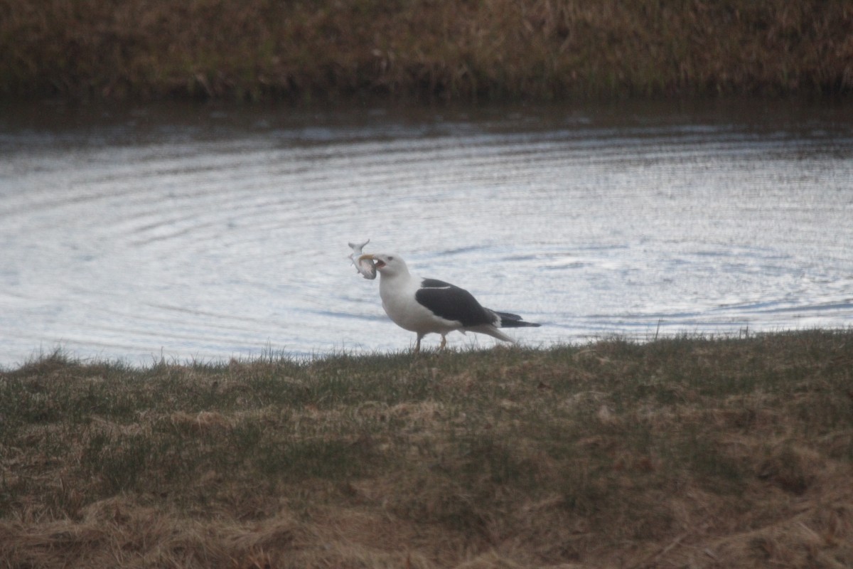 Lesser Black-backed Gull - Heikki Koivumäki