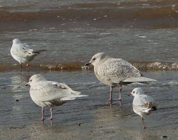 Iceland Gull - ML294055681