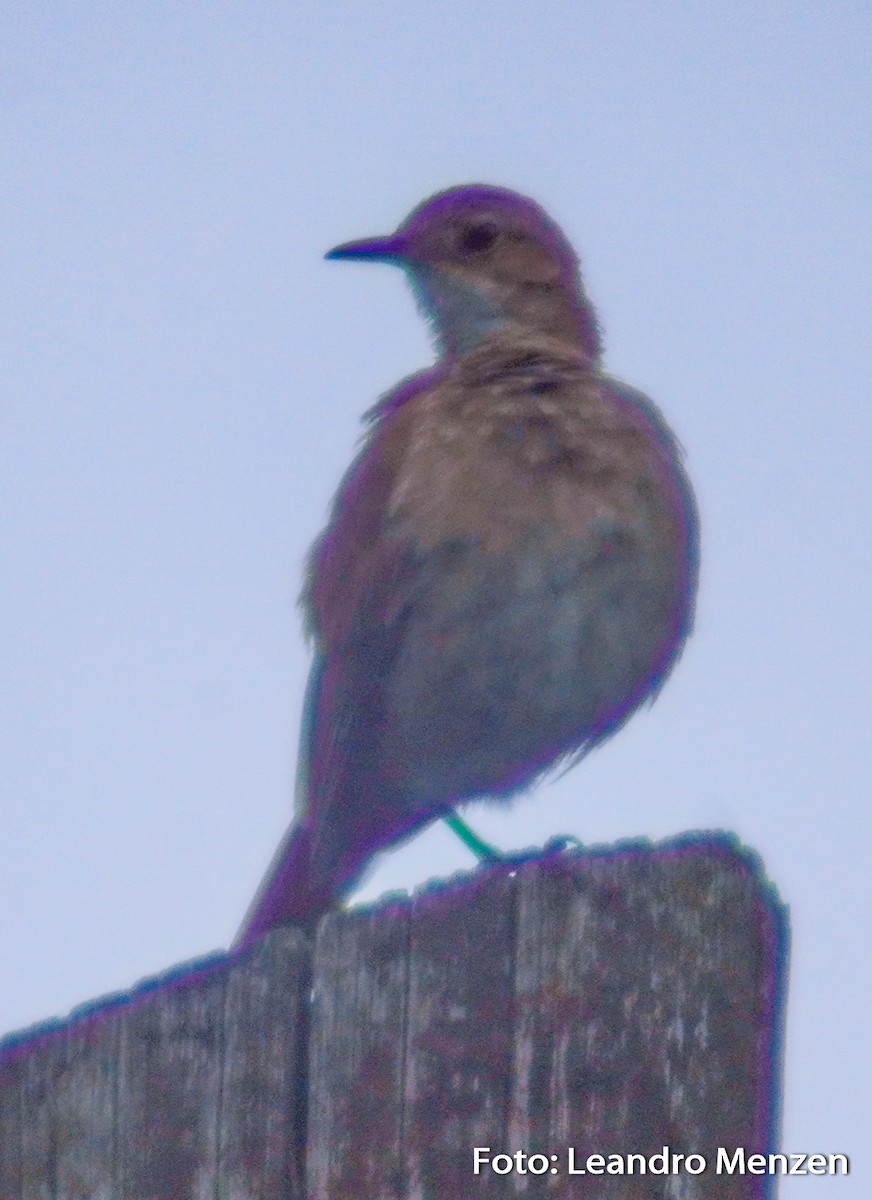 Rufous Hornero - ML294055851