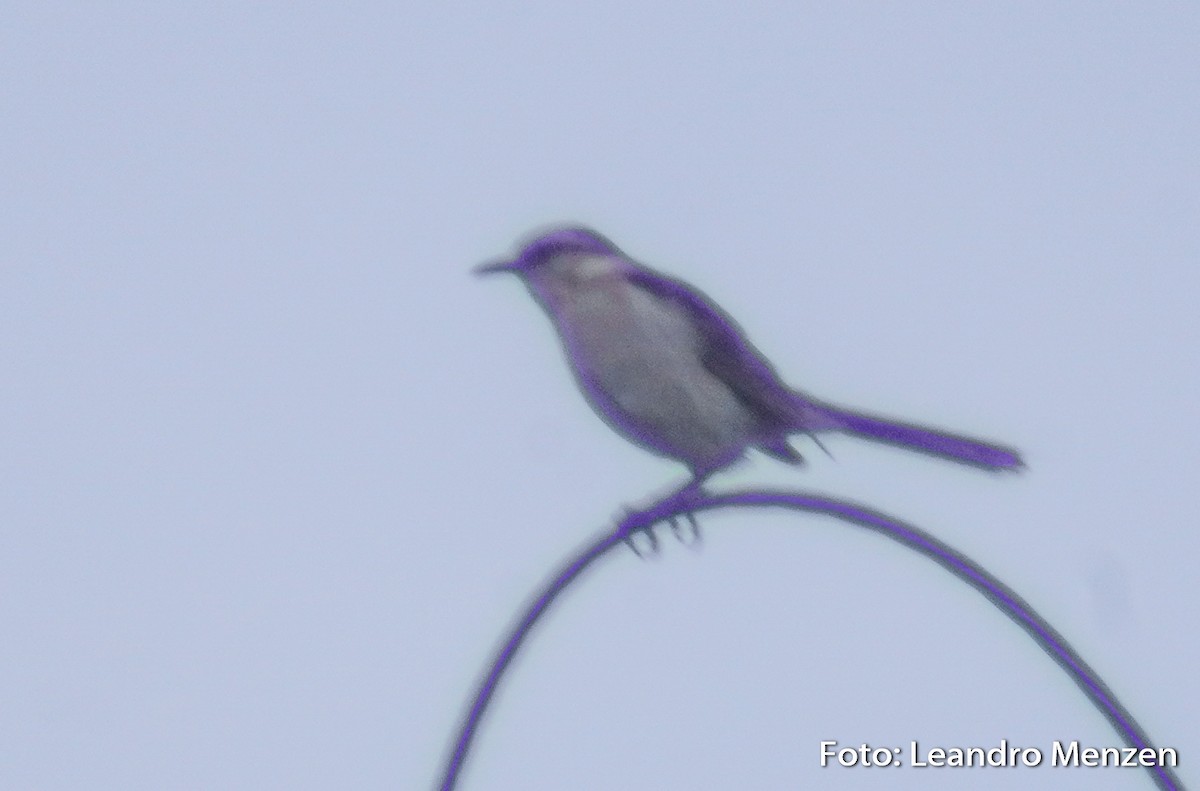 Chalk-browed Mockingbird - ML294055881