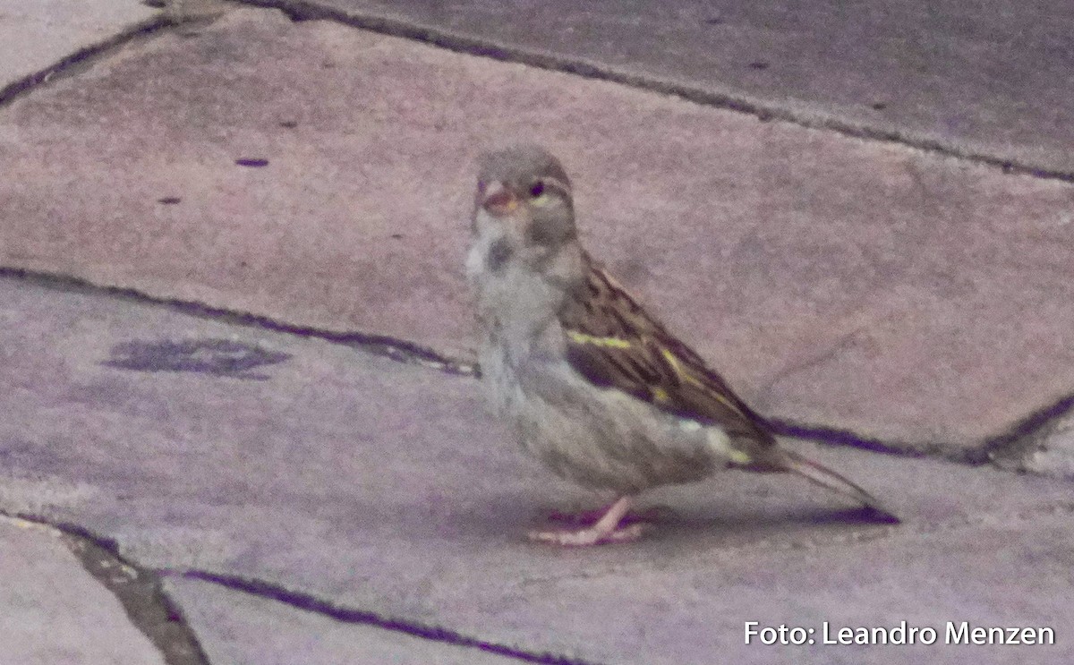 House Sparrow - ML294055971