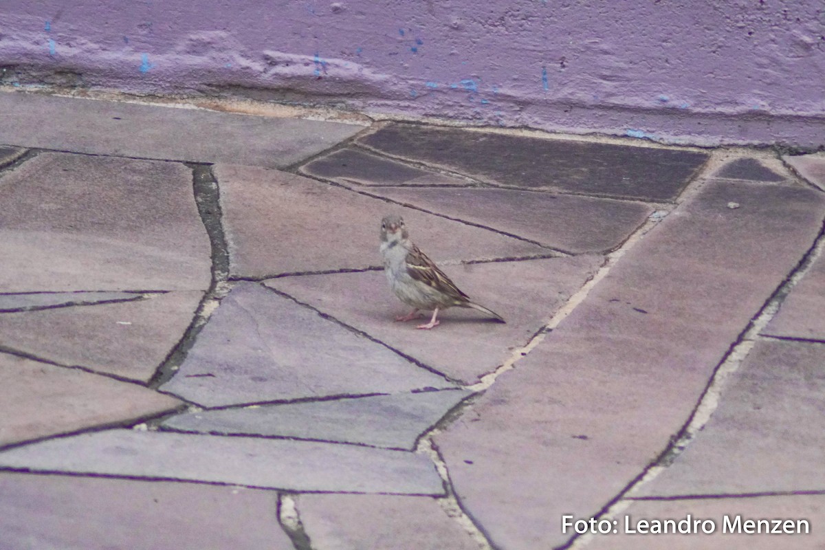 House Sparrow - ML294056081