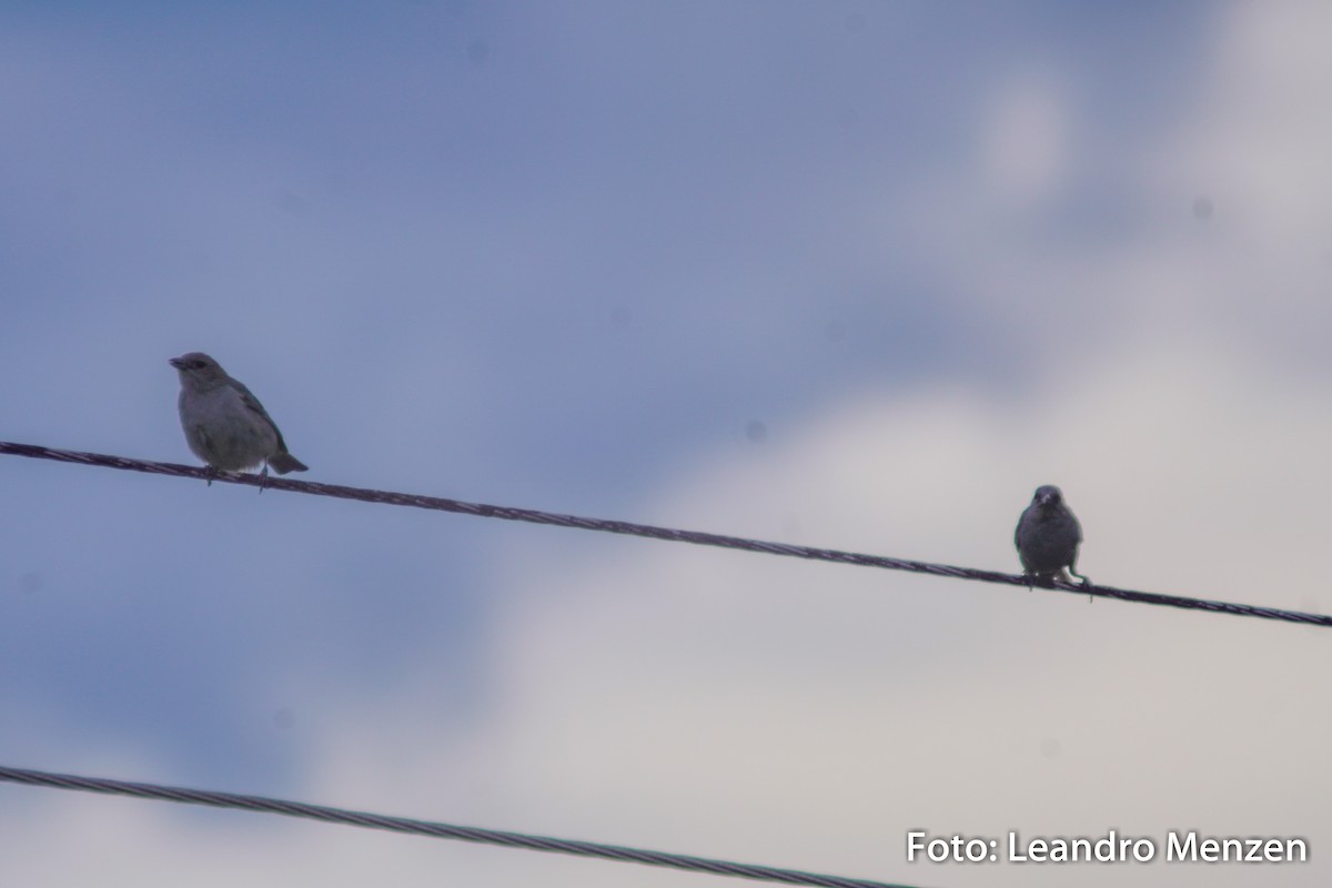 Sayaca Tanager - ML294056141