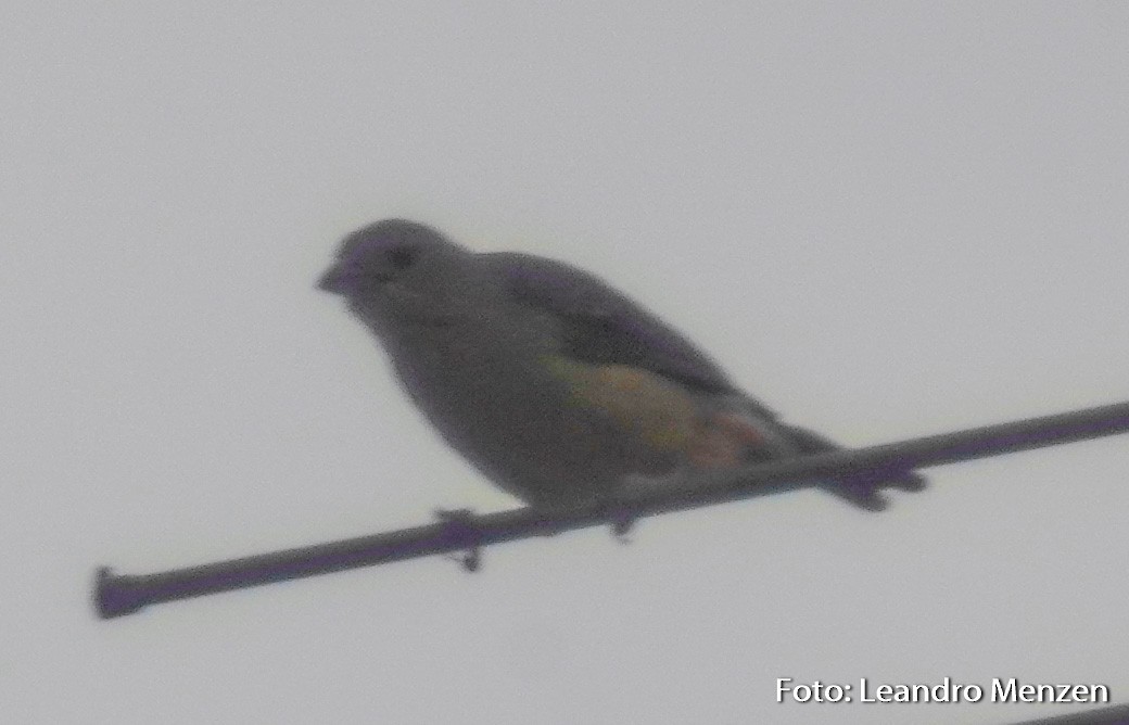 Sayaca Tanager - ML294056311