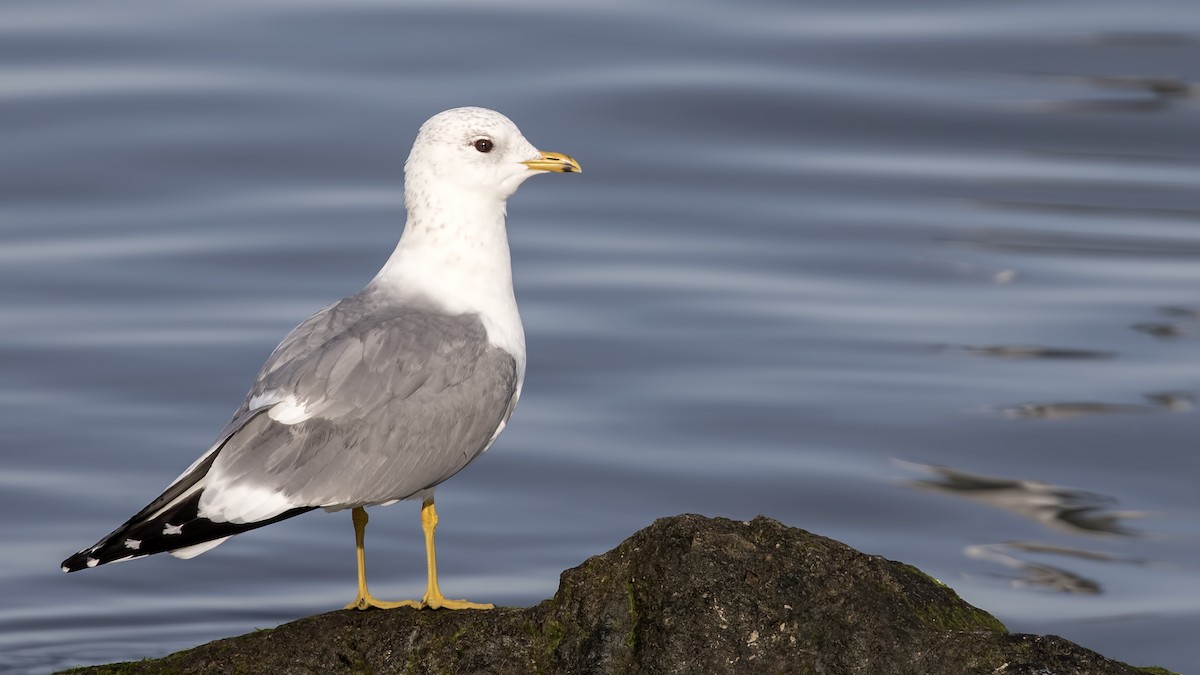 Common Gull - ML294057011