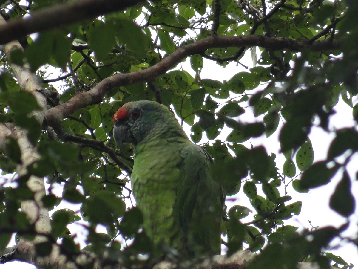 Festive Parrot - ML294057271