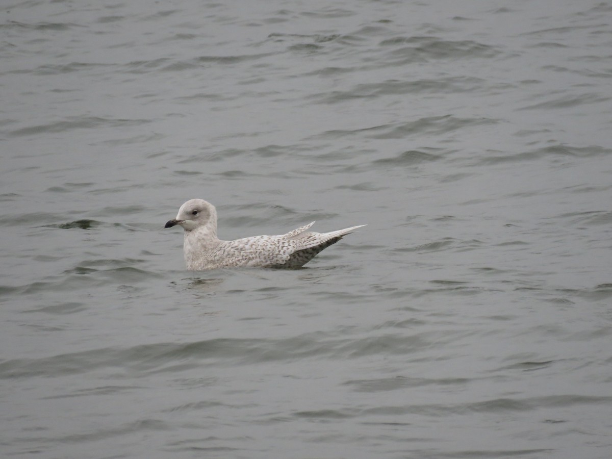 Iceland Gull - ML294057831