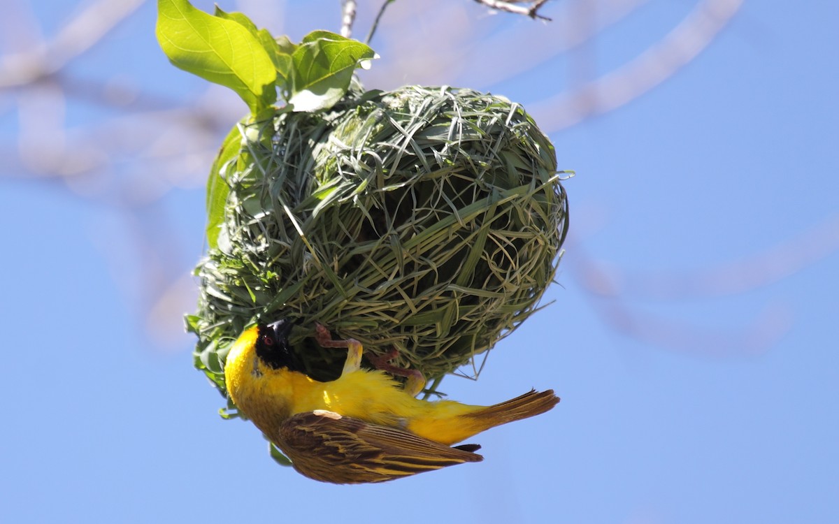 Southern Masked-Weaver - ML294057981