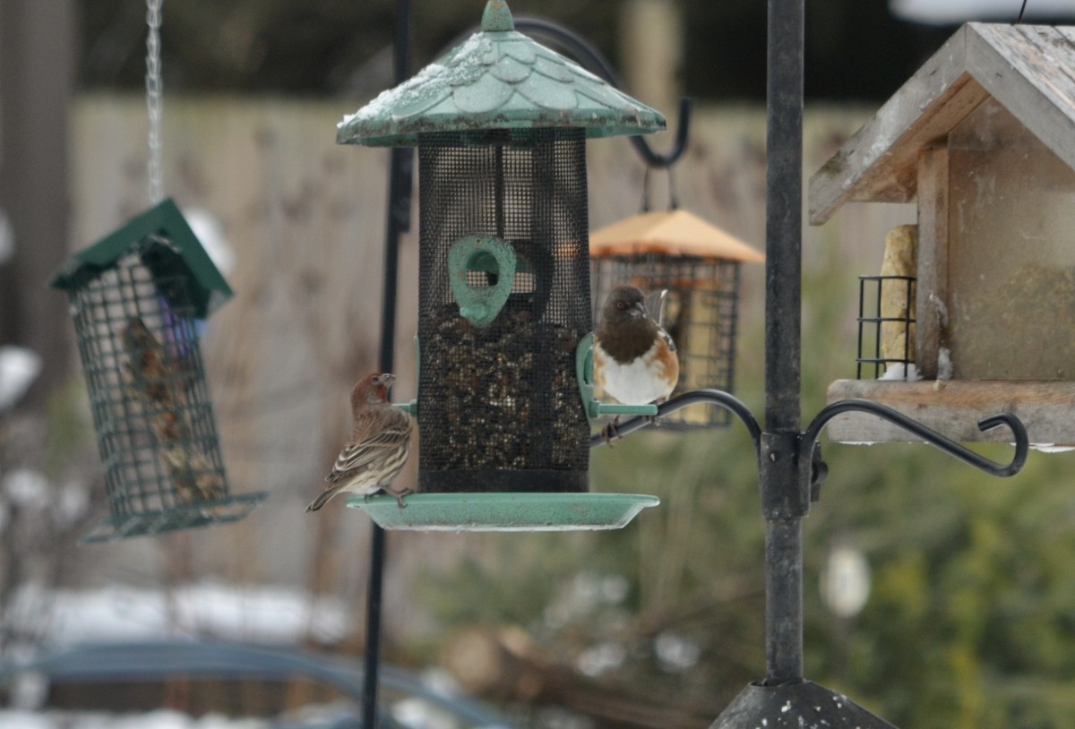 Spotted Towhee - ML294058171