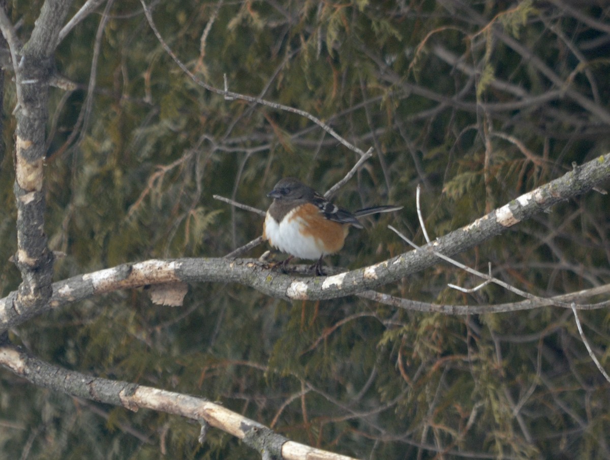 Spotted Towhee - ML294058181