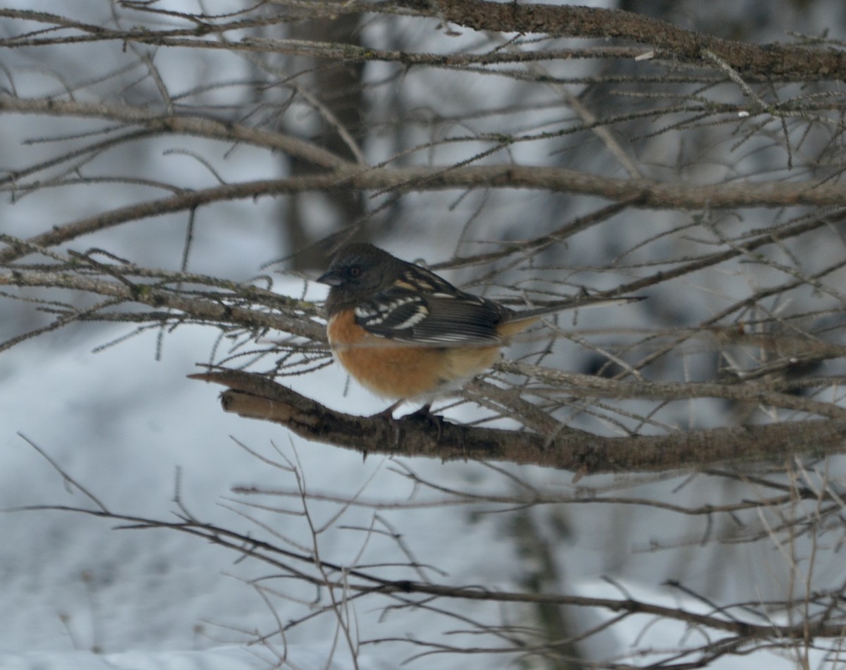 Spotted Towhee - ML294058201