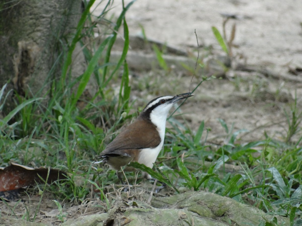 Bicolored Wren - ML294058901