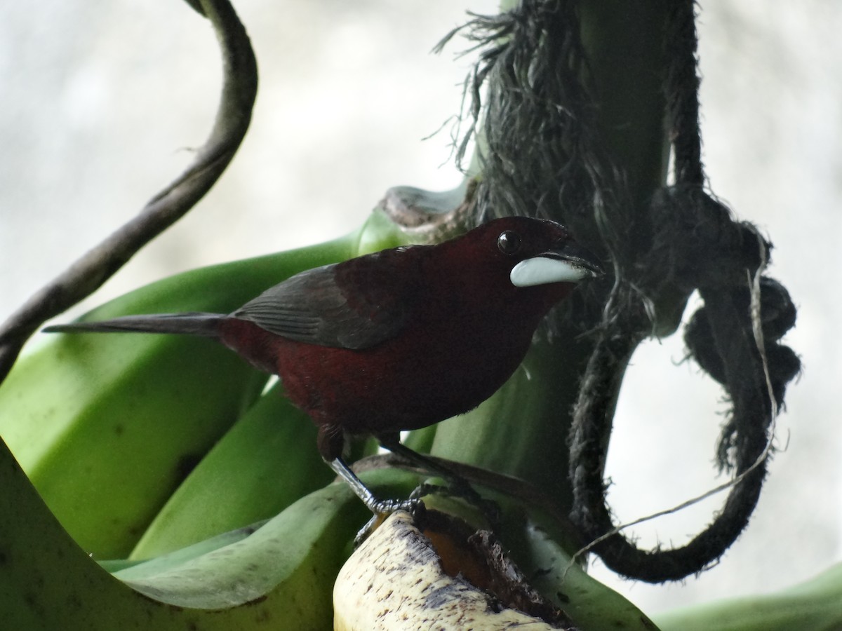 Silver-beaked Tanager - ML294059171