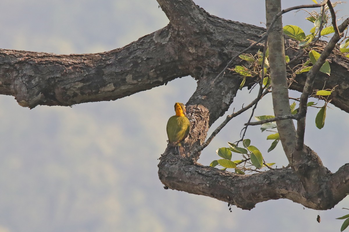 Greater Yellownape - ML294060441