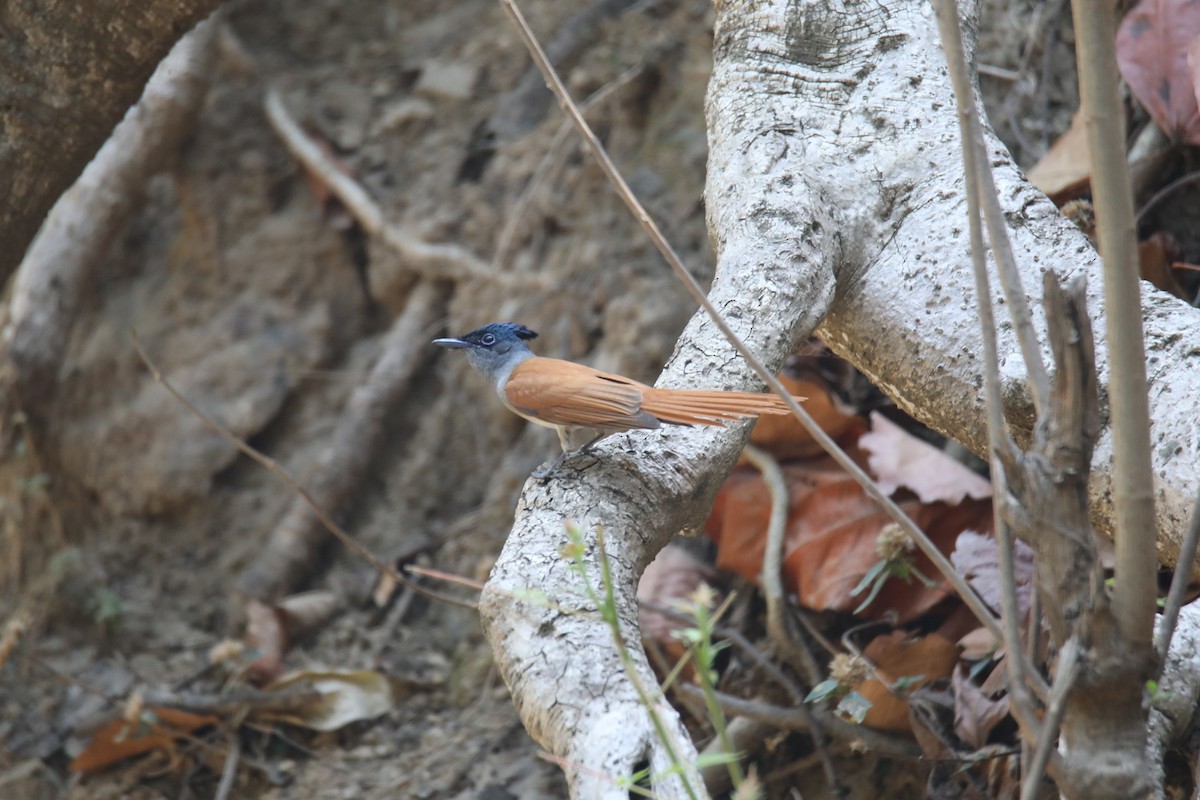 カワリサンコウチョウ - ML294060491