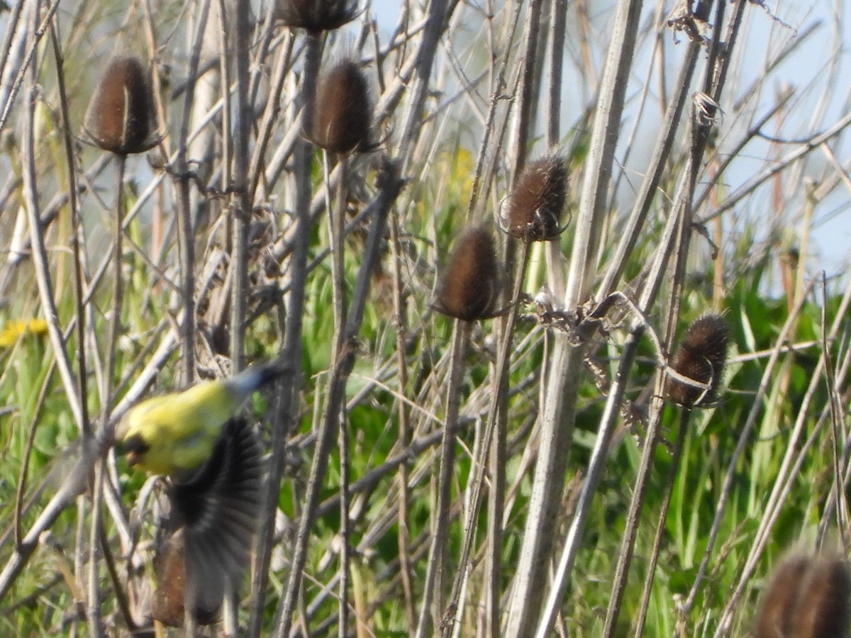 American Goldfinch - ML294063061