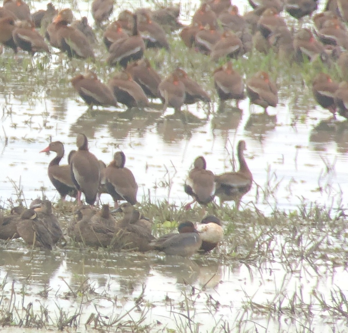 Green-winged Teal - ML294064601